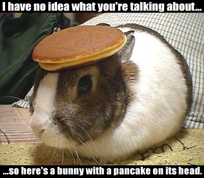 It takes a lot of skill to keep a pancake on a bunny's head long enough to take a picture. Bunny with a pancake on its head